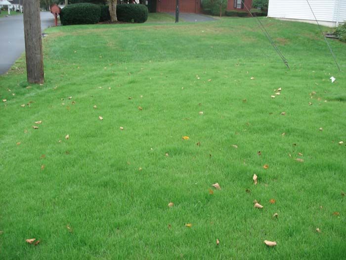 A lush green lawn with leaves on it in front of a house.