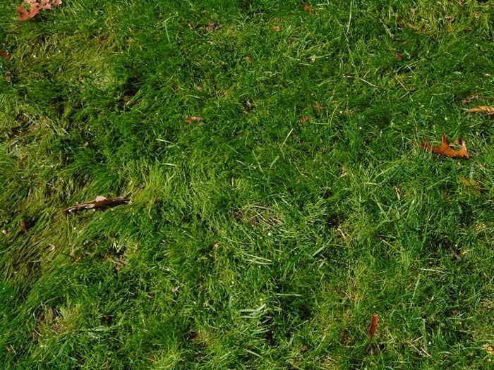 A close up of a lush green lawn with leaves on it.