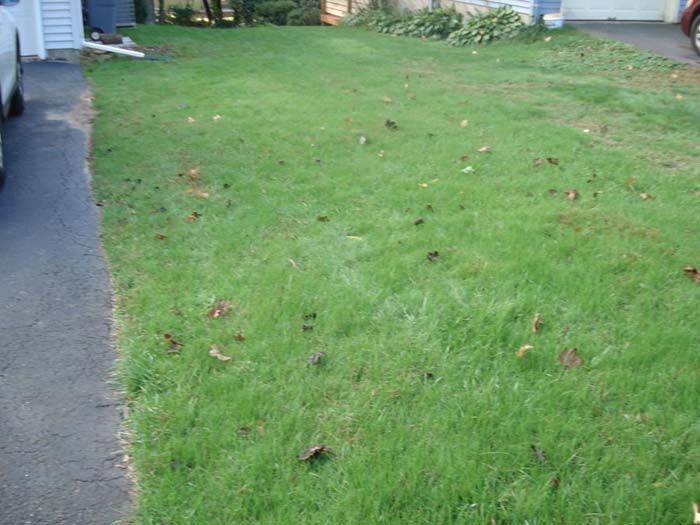 A car is parked in a driveway next to a lush green lawn.