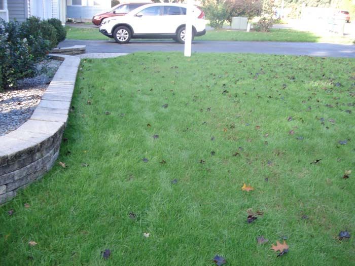 A white suv is parked in front of a lush green lawn