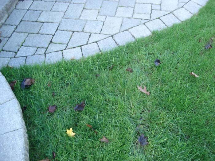A lawn with leaves on it next to a brick walkway