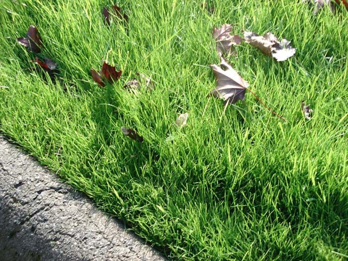 A close up of a lawn with leaves on it