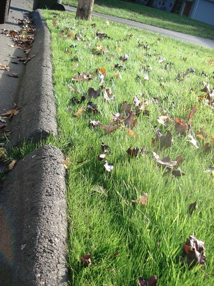 Leaves are laying on the grass next to a curb