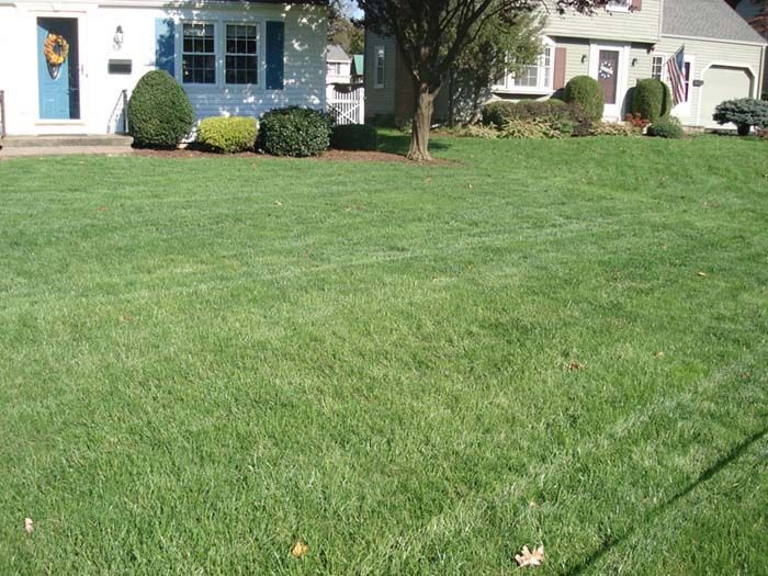 A lush green lawn in front of a white house