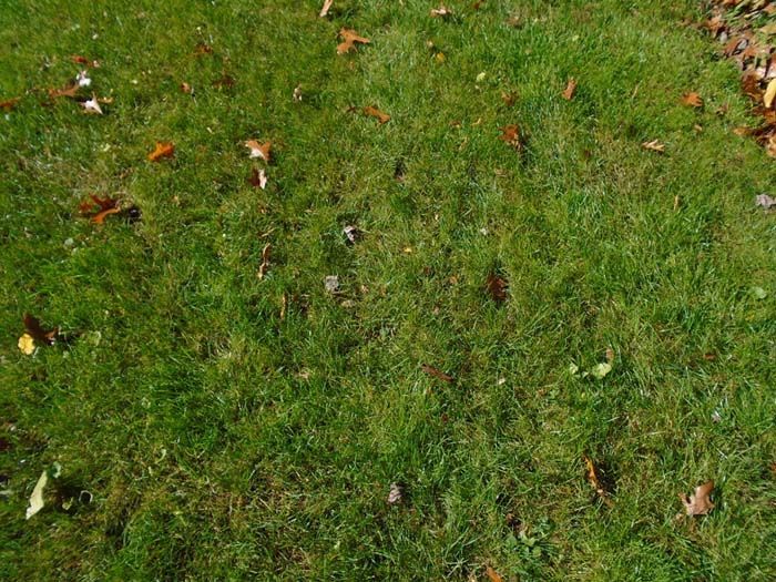A close up of a lush green lawn with leaves on it