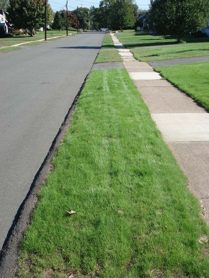 A grassy sidewalk along the side of a road