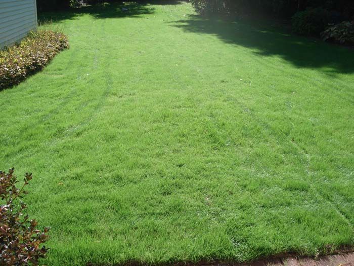 A lush green lawn with a house in the background