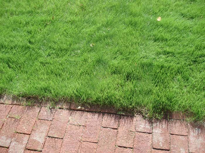 A lush green lawn is growing on a brick walkway.