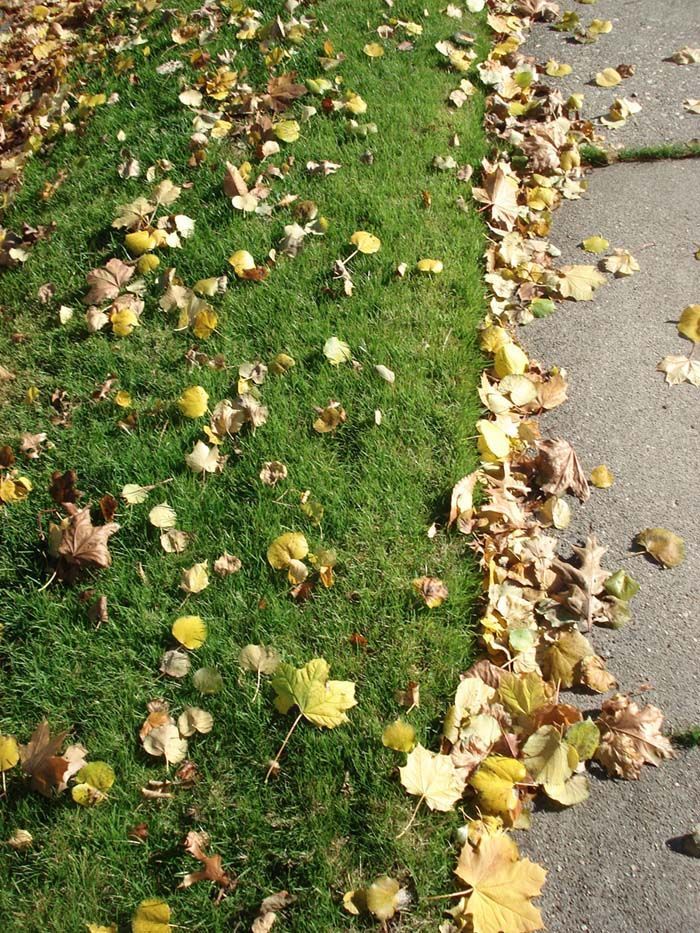 A row of leaves on the side of a road