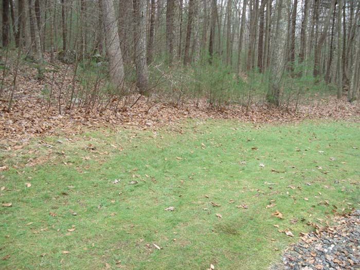 A lush green lawn in the middle of a forest.