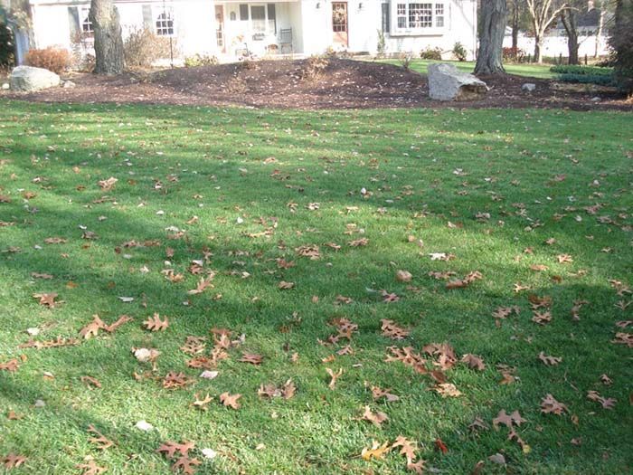 A lush green lawn with leaves on it in front of a house