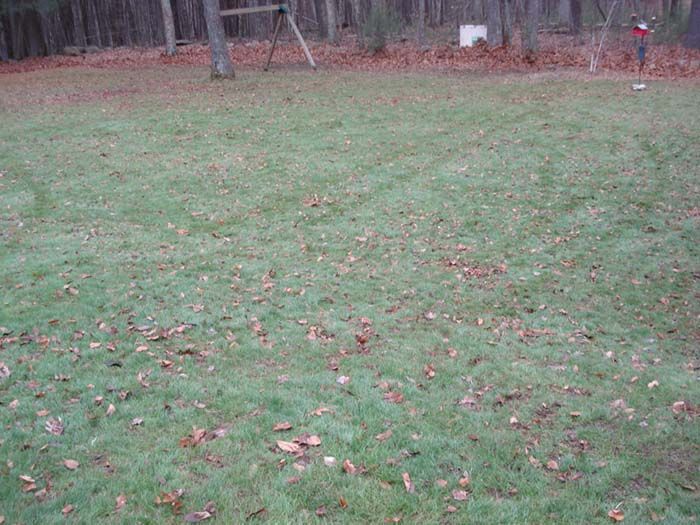 A lawn with a lot of leaves on it and a swing set in the background.