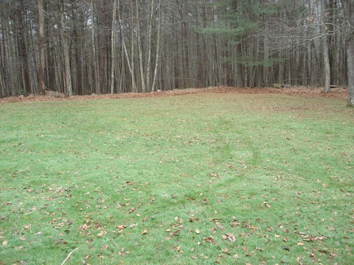 A lush green field with trees in the background and leaves on the ground.