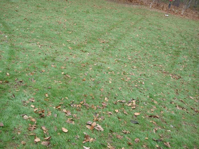 A lawn with a lot of leaves on it
