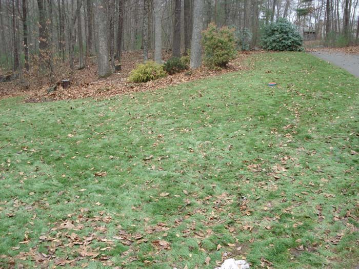 A dog is standing in the grass next to a road in the woods.