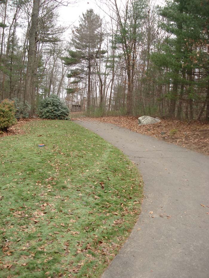 A path going through a forest with trees on both sides