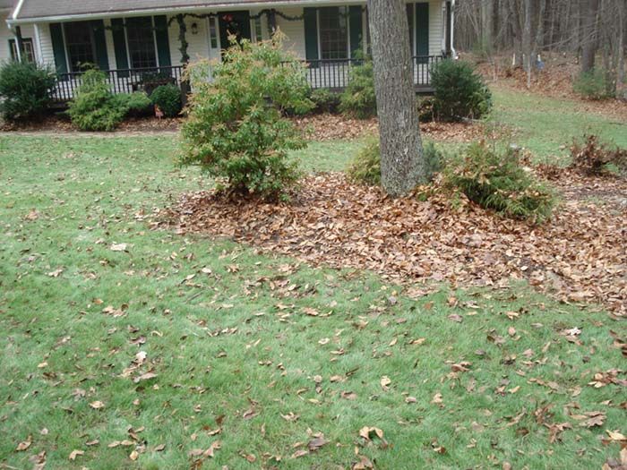 A lawn with leaves on it in front of a house