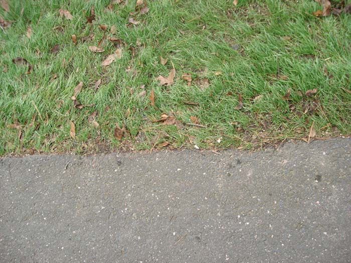The grass is growing on the side of the road