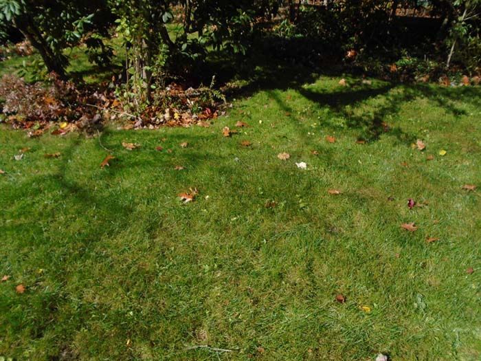 A lush green lawn with trees in the background