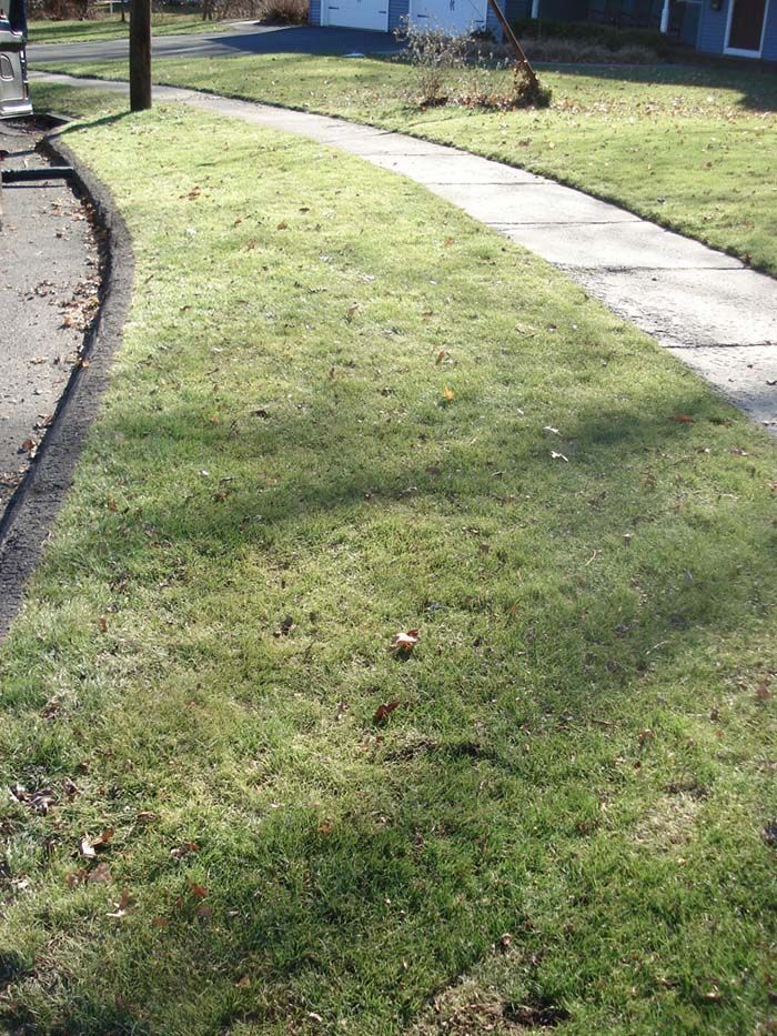 A sidewalk going through a lush green lawn in front of a house