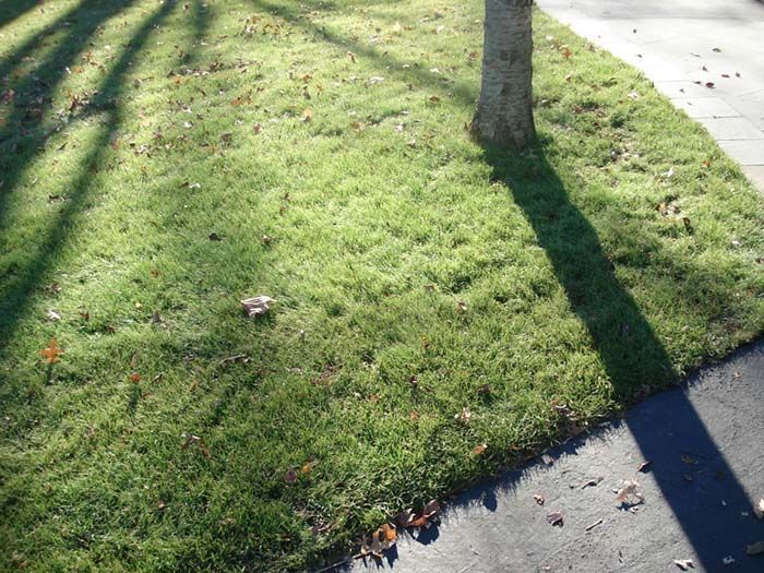 A tree shadow is cast on a lush green lawn