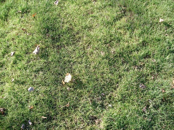 A close up of a lush green lawn with leaves on it