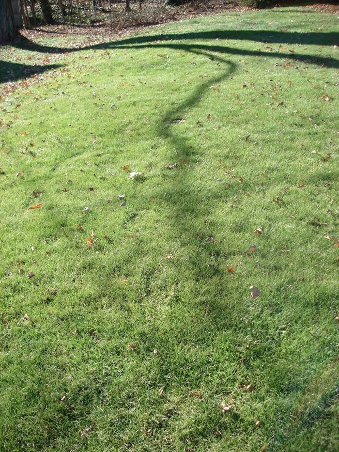 A shadow of a tree is cast on a lush green lawn.