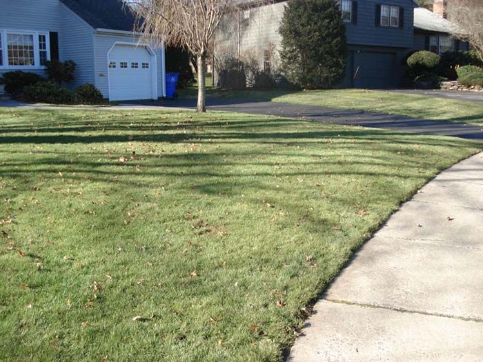A lush green lawn and sidewalk in front of a house