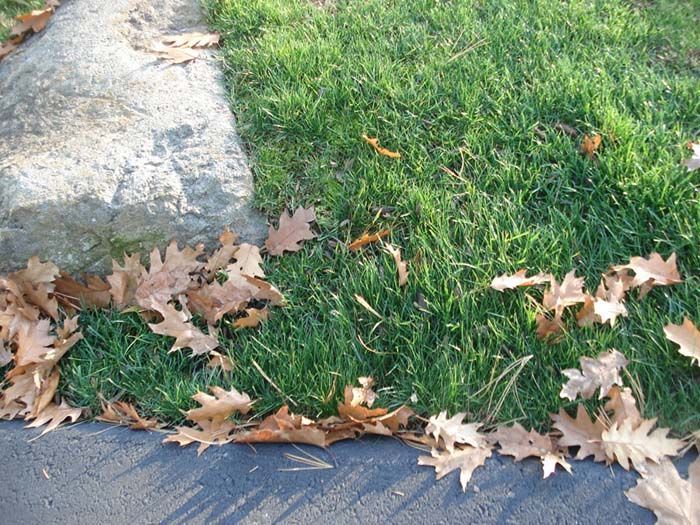Leaves are laying on the grass near a curb