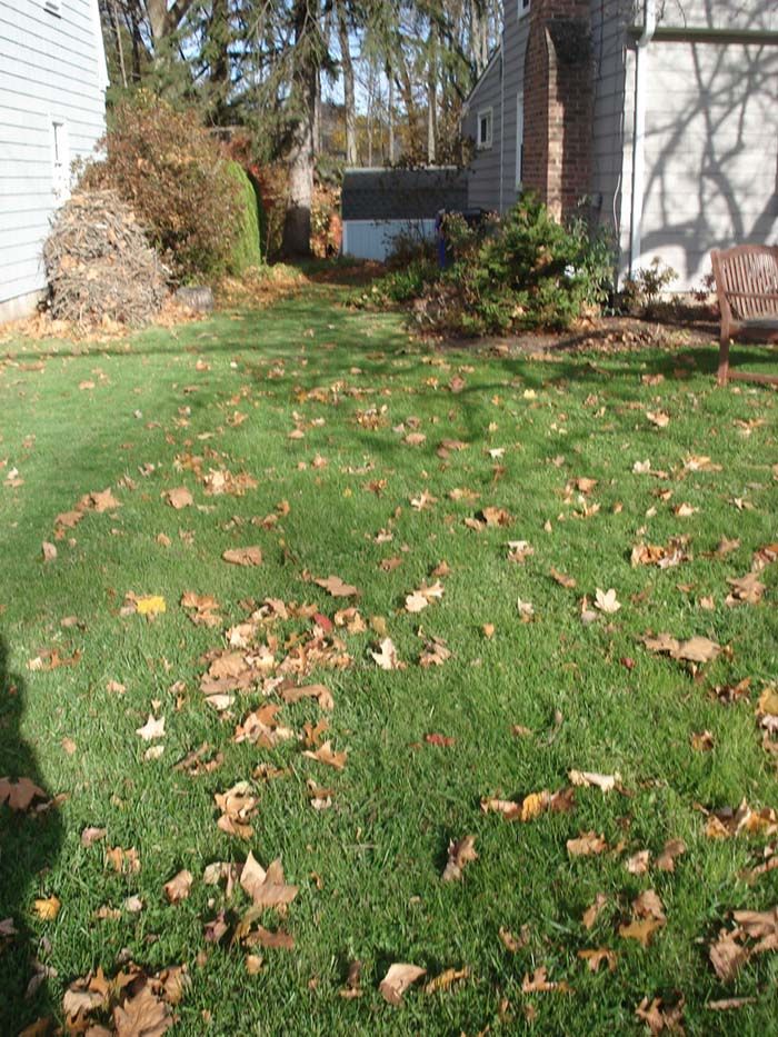 A lawn with a lot of leaves on it and a house in the background.