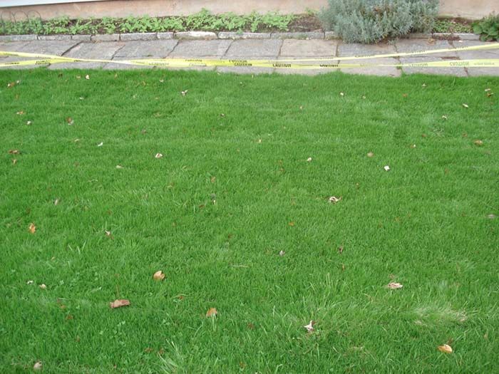 A lush green lawn with a sidewalk in the background