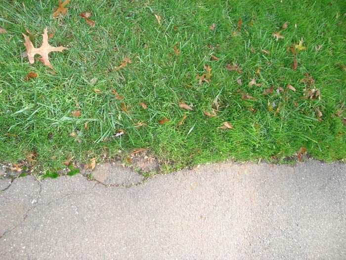 A leaf is laying on the grass next to a sidewalk.