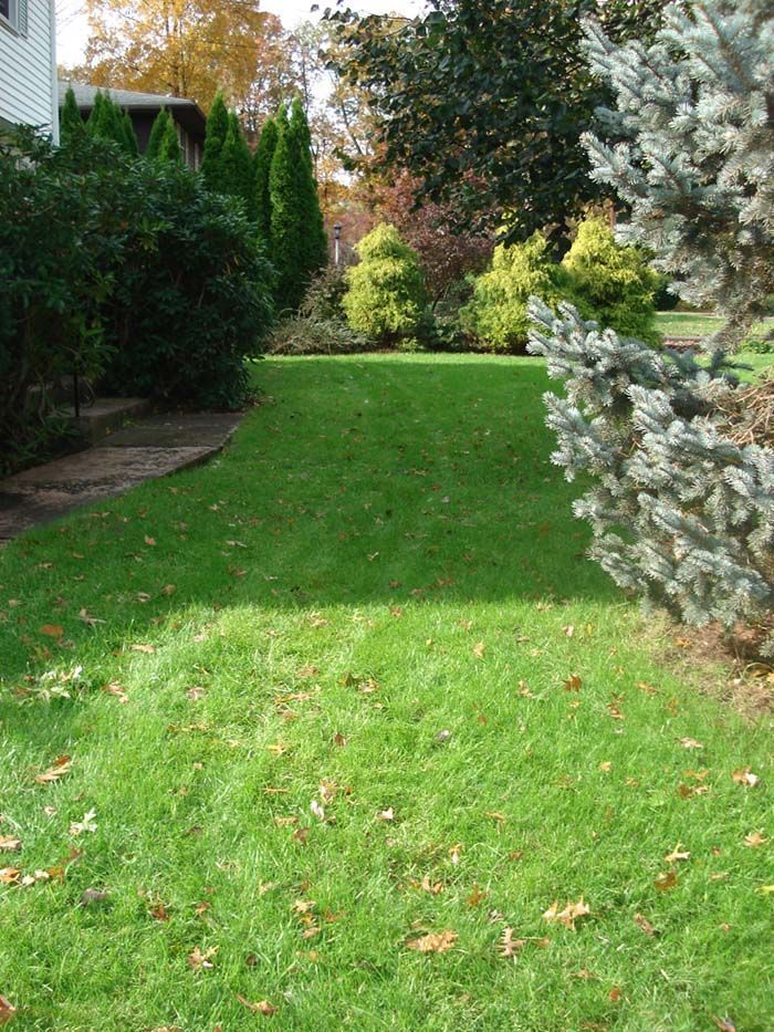 A lush green lawn is surrounded by trees and bushes