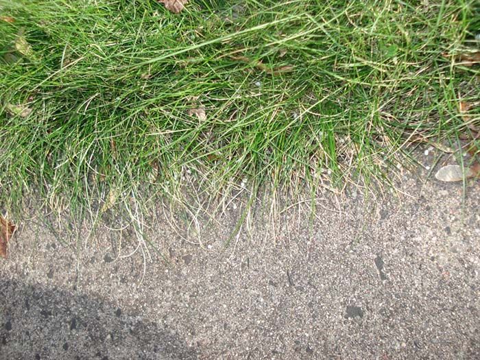A close up of a patch of grass on a sidewalk.