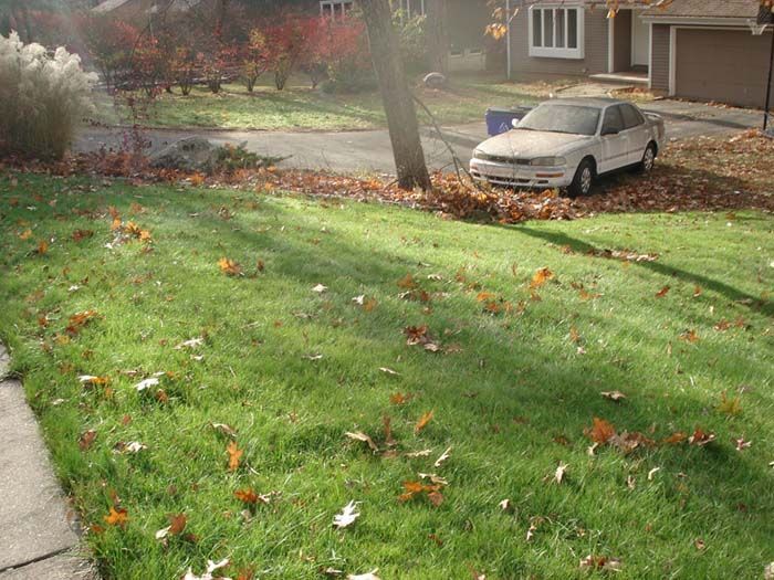 A white car is parked on a lush green lawn