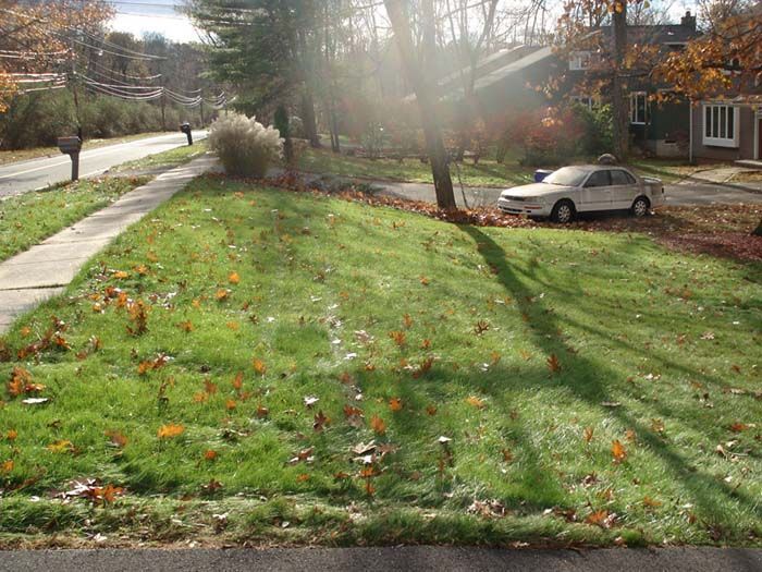 A white car is parked in front of a lush green lawn