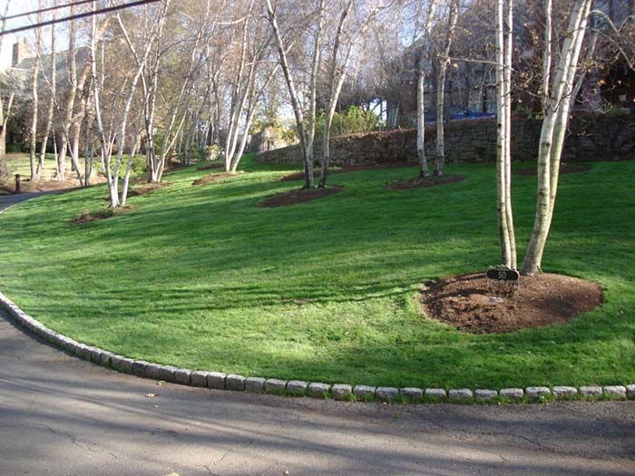 A lush green lawn with trees on the side of the road