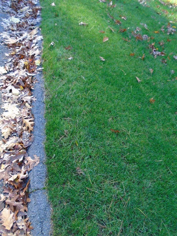 A lawn with a curb and leaves on it