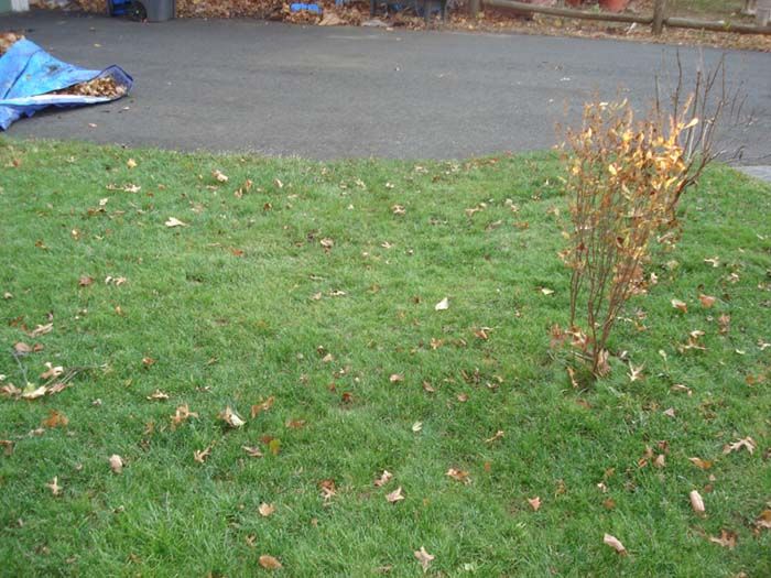 A lawn with a few leaves on it and a blue tarp on the ground