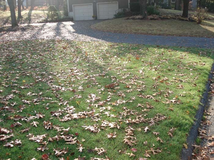 A driveway with a lot of leaves on the grass