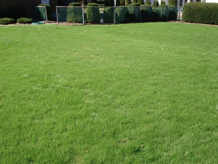 A large lush green lawn with a fence in the background.