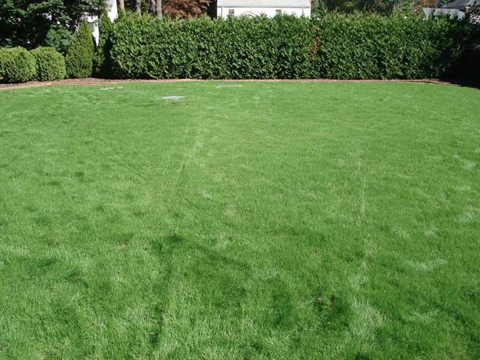 A large lawn with a hedge in the background and a house in the background.