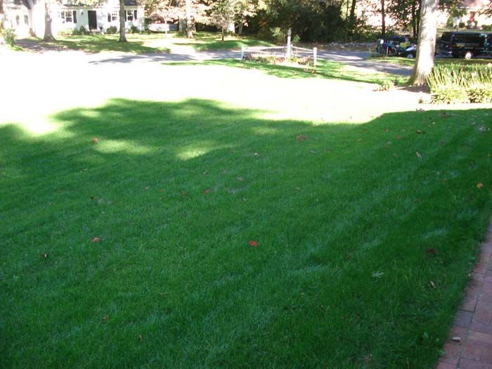 A lush green lawn with a driveway in the background