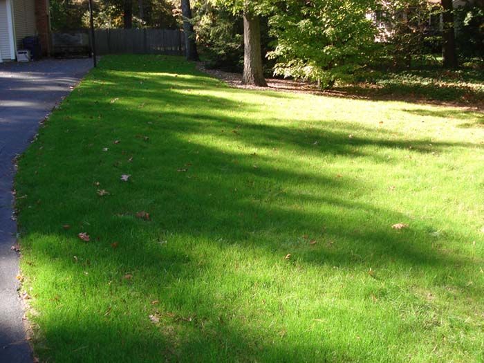 A lush green lawn with trees in the background