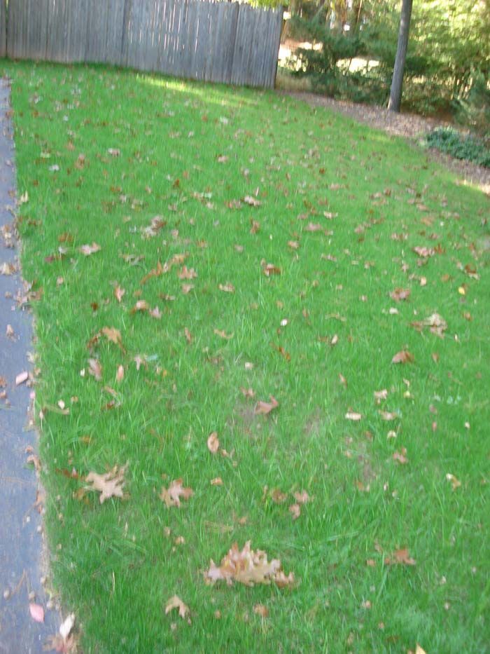 A lush green lawn with leaves on the ground and a wooden fence in the background.