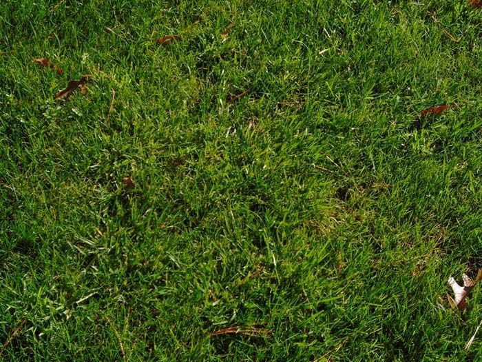 A close up of a lush green field of grass