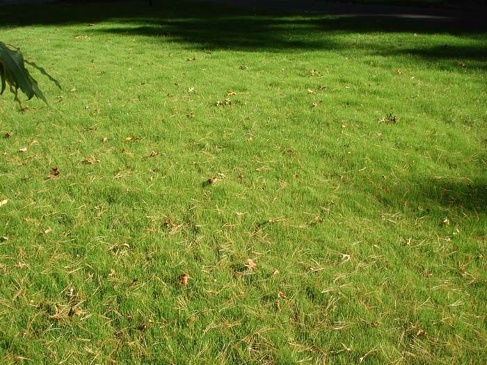 A lush green field of grass with a tree in the background