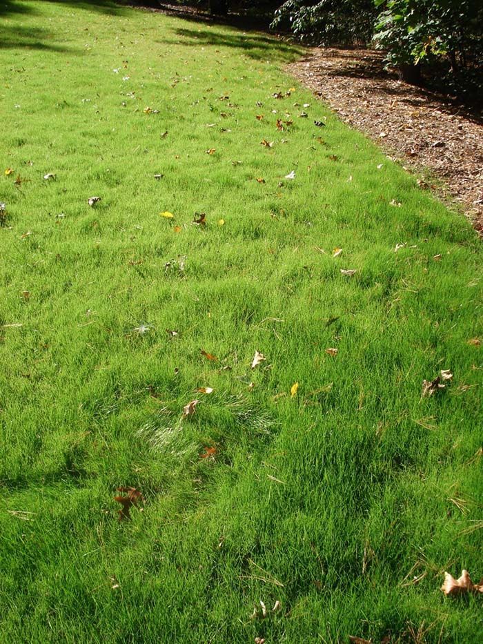 A lush green field of grass with leaves on the ground.