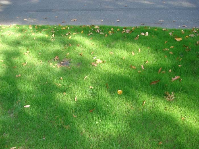 A tree shadow is cast on a lush green lawn.
