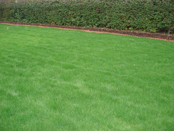 A lush green lawn with a hedge in the background.